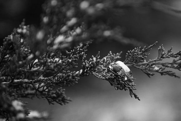 NGP_0337-2
