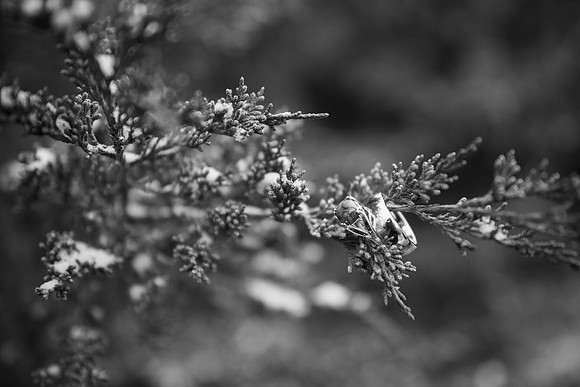 NGP_0329-2